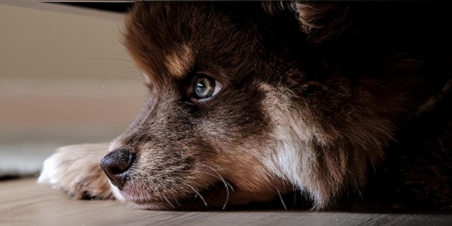 Haustiere - Urlaub, Ferien und Erholung aus D-A-CH und Südtirol